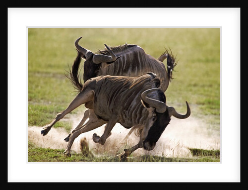 Blue Wildebeests Fighting by Anonymous