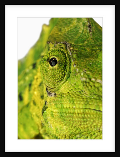 Eyes of a Meller's Chameleon by Anonymous