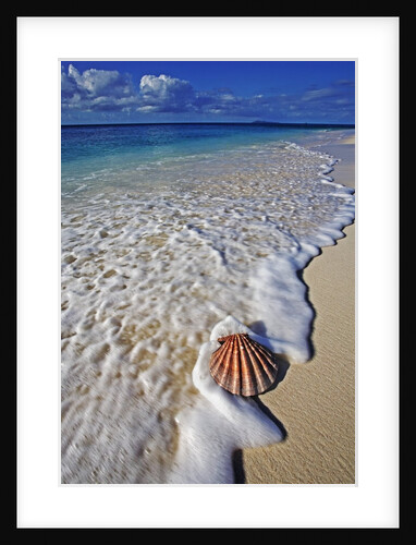 Scallop Shell in the Surf by Anonymous