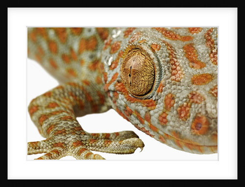 Eye of a Tokay Gecko by Anonymous