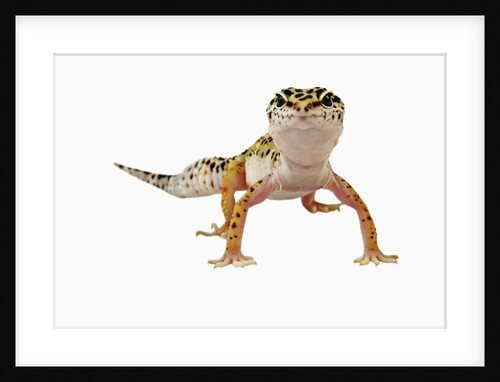 Leopard Gecko by Anonymous