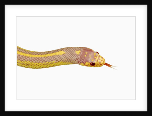 Albino California Kingsnake by Anonymous