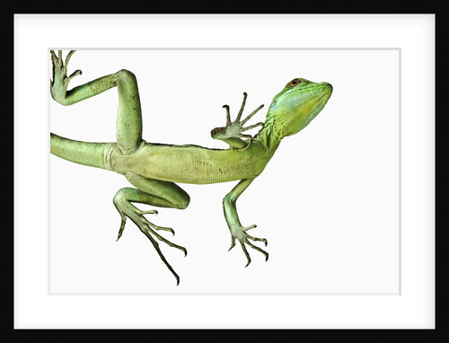 Double-Crested Basilisk by Anonymous