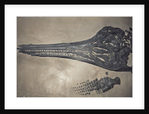 Head of a Jurassic Icthyosaur Fossil by Anonymous