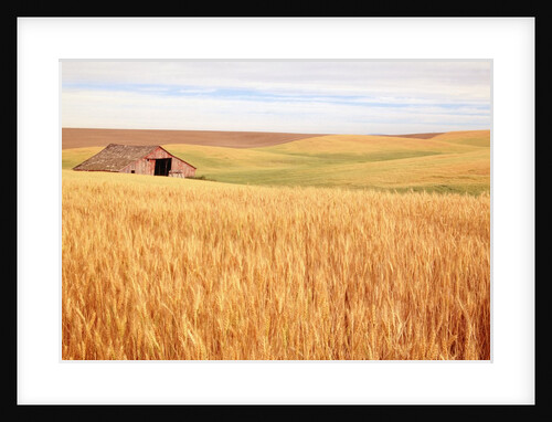 Sprawling Wheat Field by Anonymous
