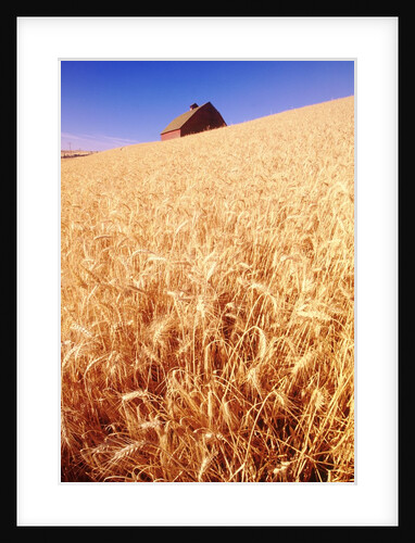 Wheat Field by Anonymous