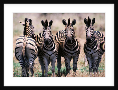 Herd of Zebras by Anonymous