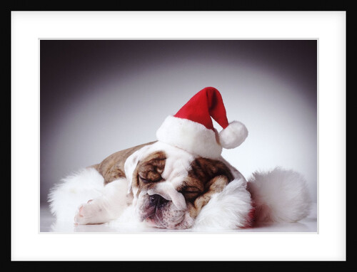 Bulldog Wearing Santa Hat by Anonymous