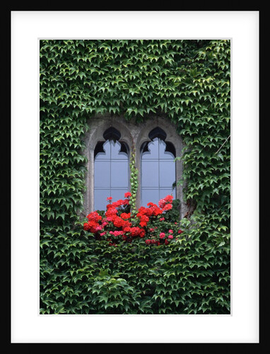 Window of Regensburg Town Hall by Anonymous