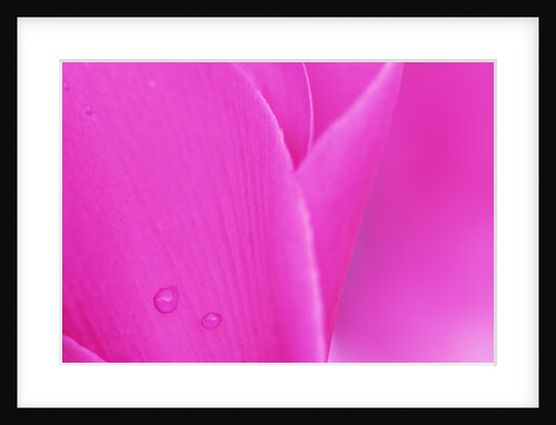 Pink Cyclamen Flower Petals by Anonymous