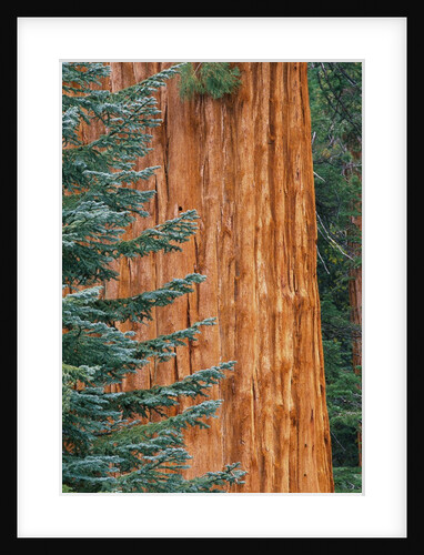 Evergreen and Sequoia Tree Trunk by Anonymous