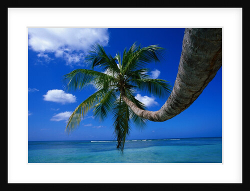 Palm Tree and Caribbean Sea by Anonymous