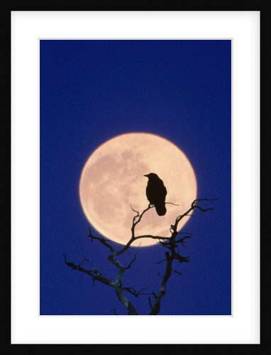 Full Moon over Raven in Tree by Anonymous