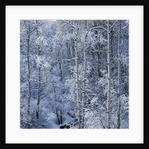Snow on Aspen Trees in Forest by Anonymous
