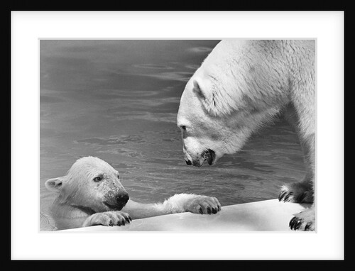 Polar Bears Looking at Each Other by Anonymous