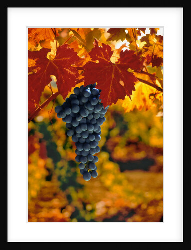 Cabernet Sauvignon Grapes by Anonymous