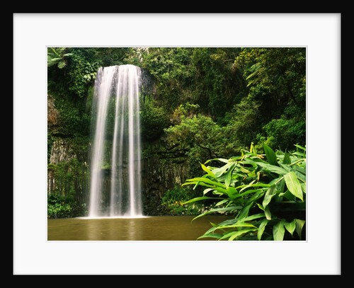 Millaa Millaa Falls by Anonymous