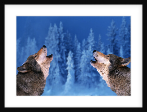 Pair of Howling Gray Wolves by Anonymous
