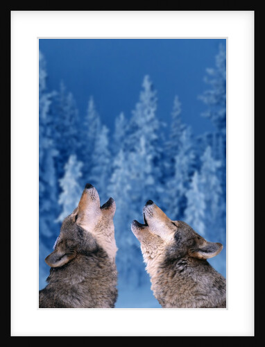 Pair of Howling Gray Wolves by Anonymous