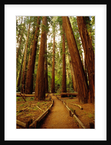 Redwoods Forest by Anonymous