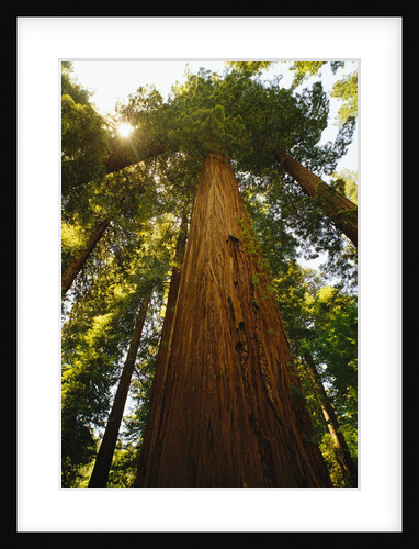 Redwood Tree by Anonymous
