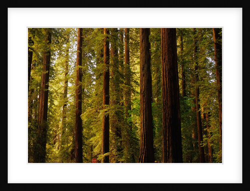 Redwoods by Anonymous