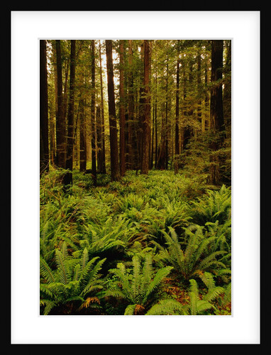 Ferns in Redwood Forest by Anonymous