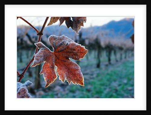 Leaf Covered in Frost by Anonymous