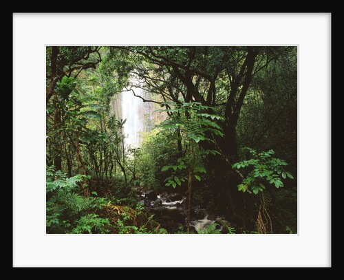 Waimoku Falls and Forest by Anonymous