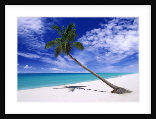 Leaning Palm Tree by Anonymous