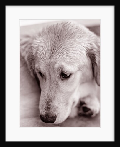 Golden Retriever by Anonymous