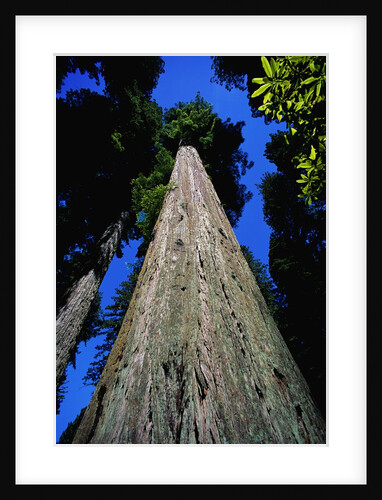 Tree Trunk of Coastal Redwood by Anonymous