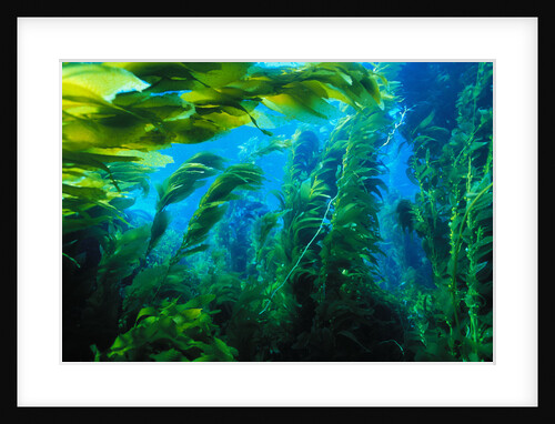 Giant Kelp by Anonymous
