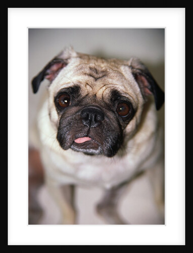 Pug Dog by Anonymous