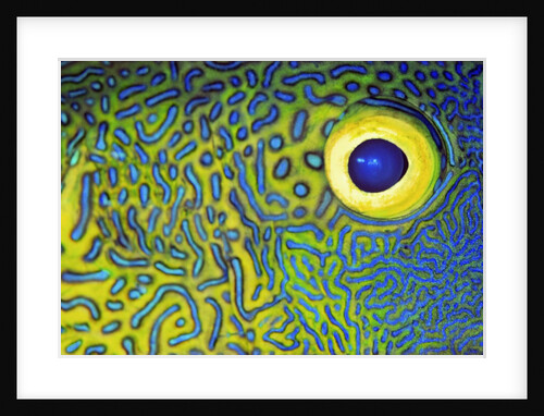 Blue and Yellow Triggerfish Eye by Anonymous