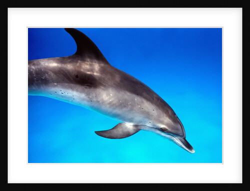 Atlantic Spotted Dolphin by Anonymous