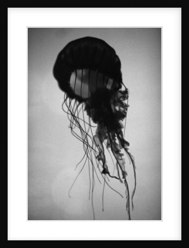 Jellyfish by Anonymous