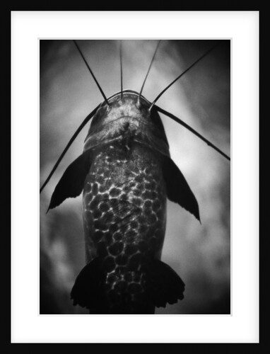 Underneath a Catfish by Anonymous
