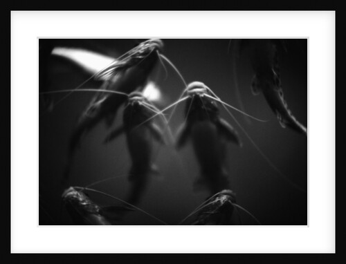 School of Catfish by Anonymous