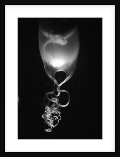 Egg of Cartilaginous Fish by Anonymous