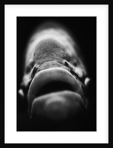 Mouth of Fish by Anonymous