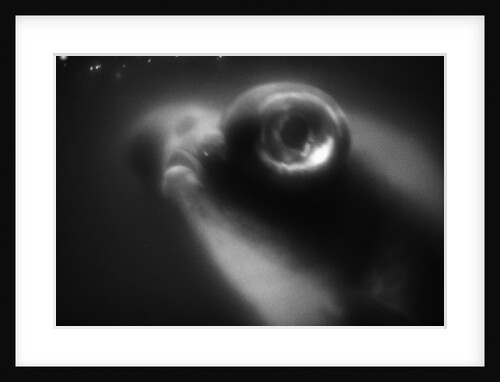 Bulging Eyes of Goldfish by Anonymous