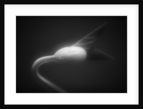 Plant Sprout by Anonymous