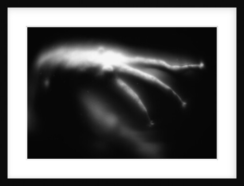 Blurred Sea Slug by Anonymous