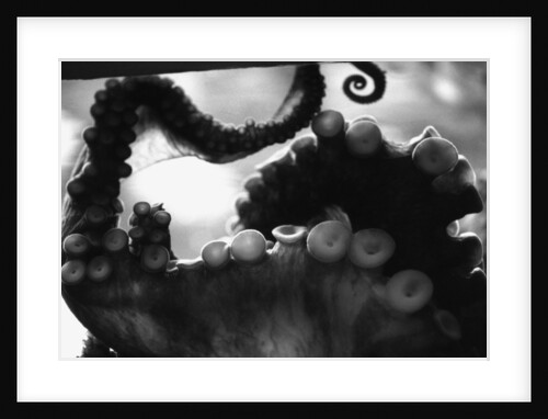 Tentacles of Octopus by Anonymous