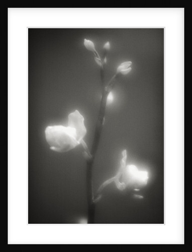 Buds and Flowers by Anonymous