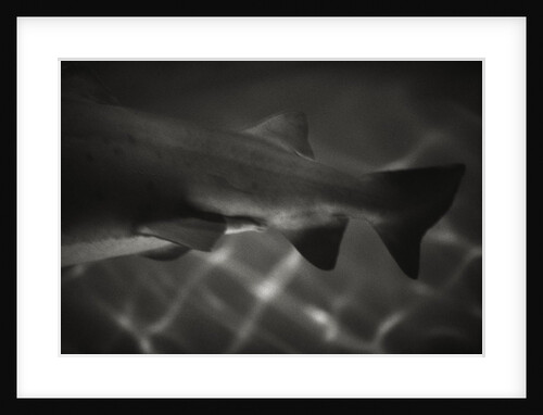 Shark Dorsal Fin by Anonymous