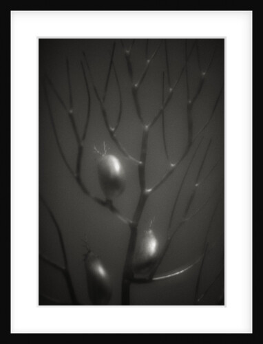 Branching Kelp by Anonymous