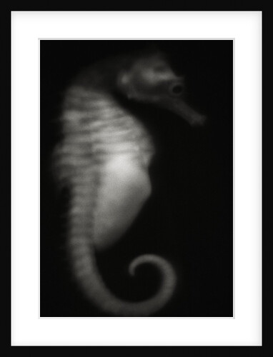 Seahorse by Anonymous