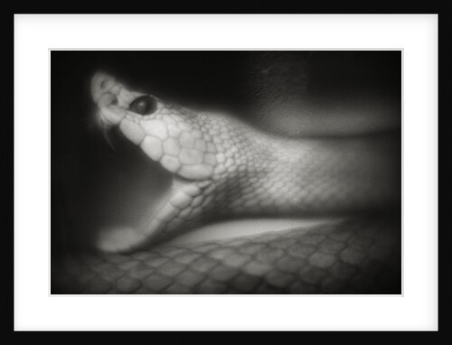 Snake Opening Mouth by Anonymous